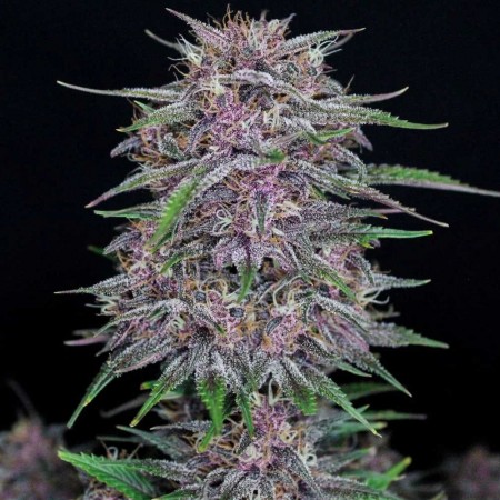 Banana Purple Punch Auto